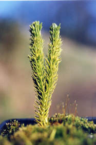 Lycopodium selago
